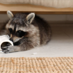how to keep raccoons away