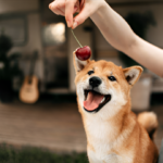 Are Cherries Bad For Dogs?