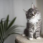 maine coon price