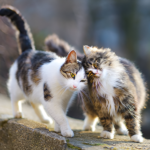 why do cats groom each other
