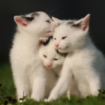 domestic medium hair cat