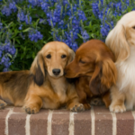 long haired dachshund